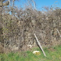 Douzalet n°1